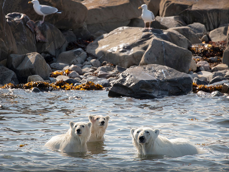 Canada Polar Bears Belugas Ultimate Arctic Summer Adventure 10