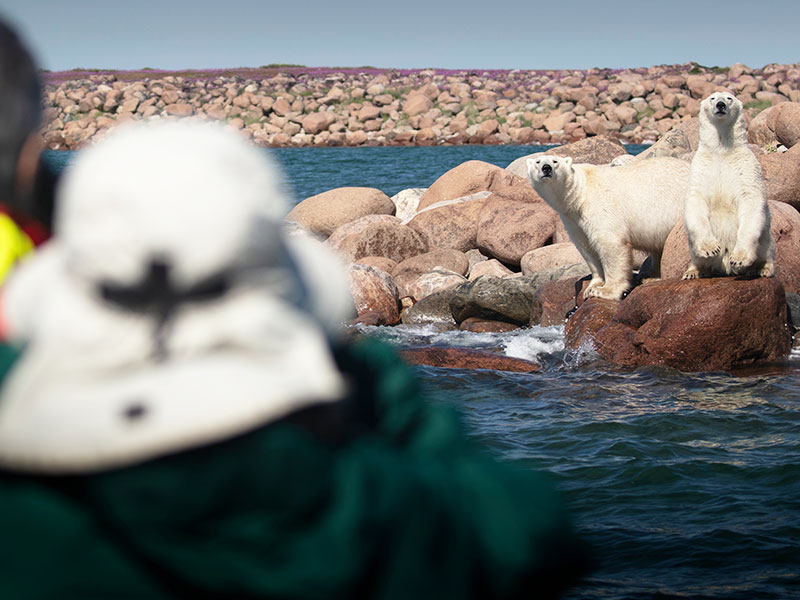 Canada Polar Bears Belugas Ultimate Arctic Summer Adventure 2