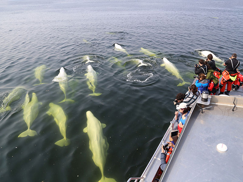 Canada Polar Bears Belugas Ultimate Arctic Summer Adventure 3