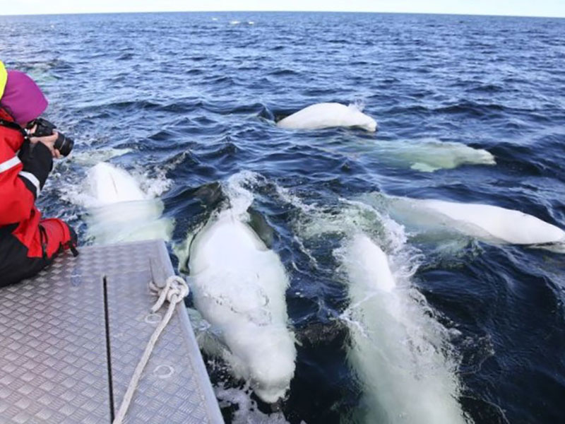 Canada Polar Bears Belugas Ultimate Arctic Summer Adventure 4