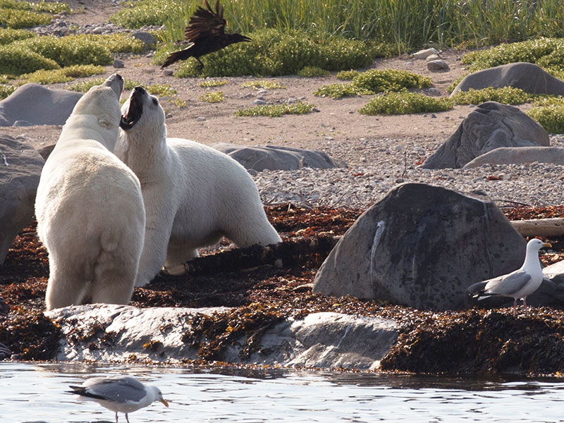 Canada Polar Bears Belugas Ultimate Arctic Summer Adventure 5