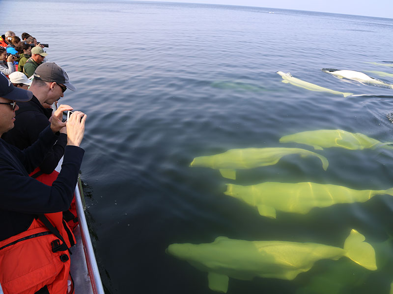 Canada Polar Bears Belugas Ultimate Arctic Summer Adventure 7