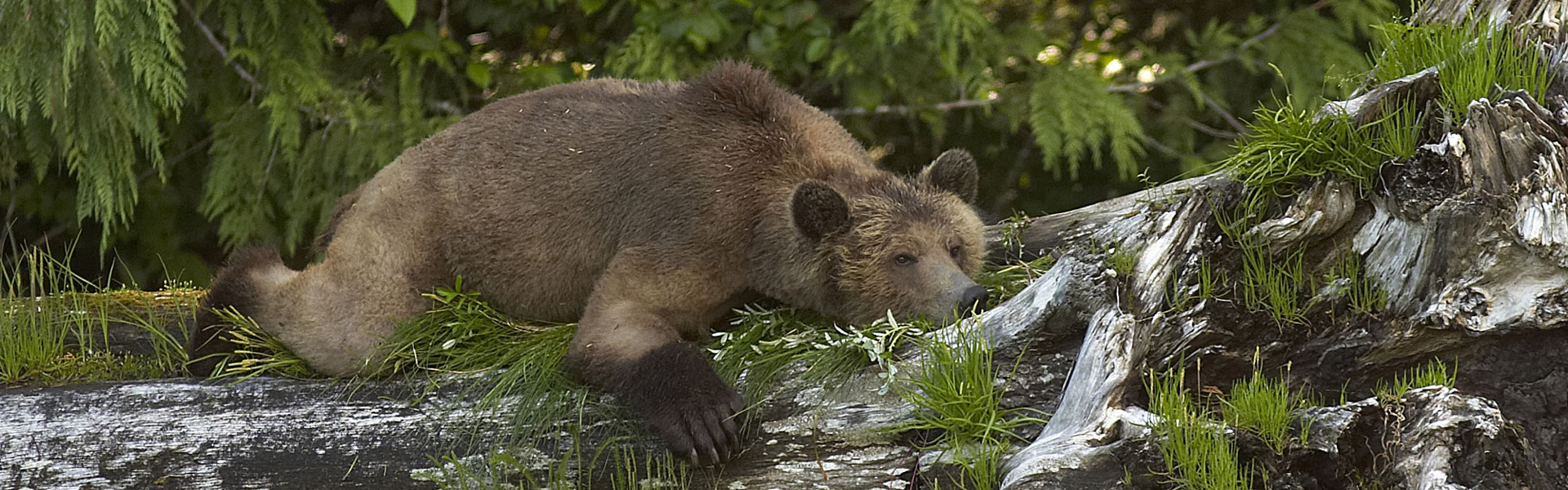 Canada Wildlife Tours | Grizzly Bears | Whales | Polar Bears