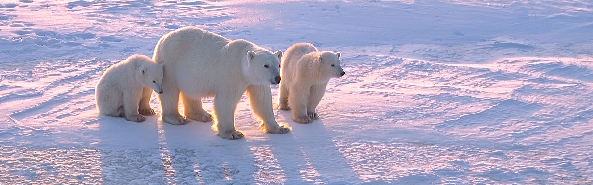 Polar Bear Tours in Canada  | Canada by Design Vacations