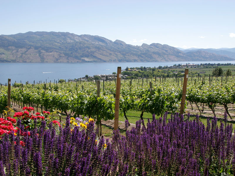 Canadian Rockies Peaks Okanagan Grapes Road Trip 9