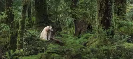 Where to See Canadian Wildlife: Secret Spots and Expert Tips Where to See Canadian Wildlife: Secret Spots and Expert Tips