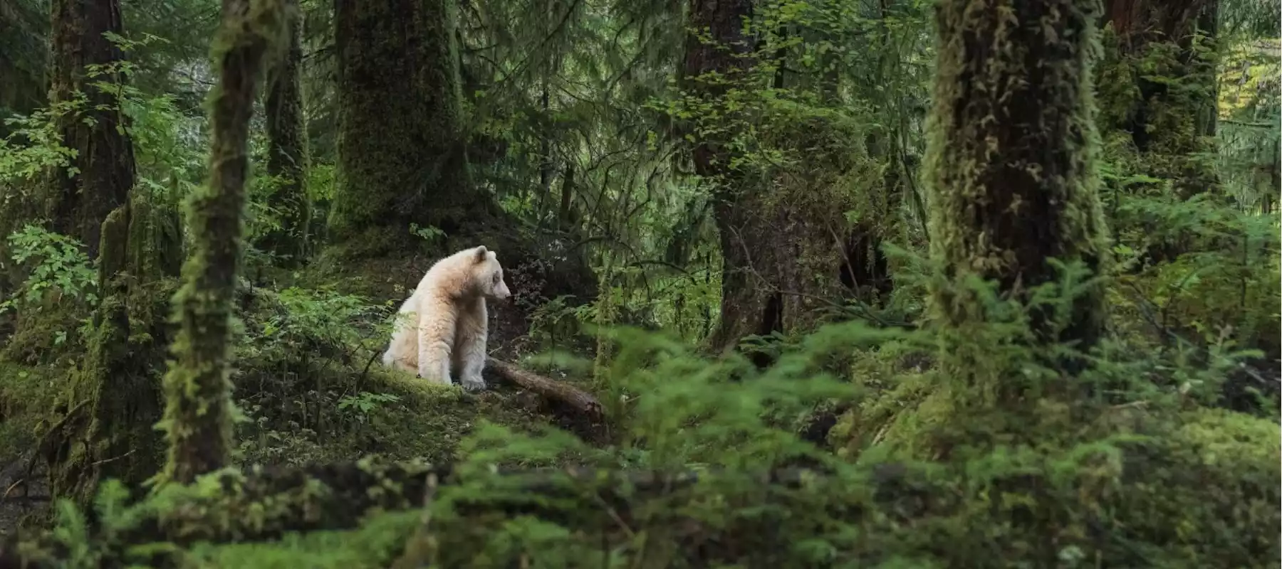 Where to See Canadian Animals on Your Vacation Where to See Canadian Animals on Your Vacation