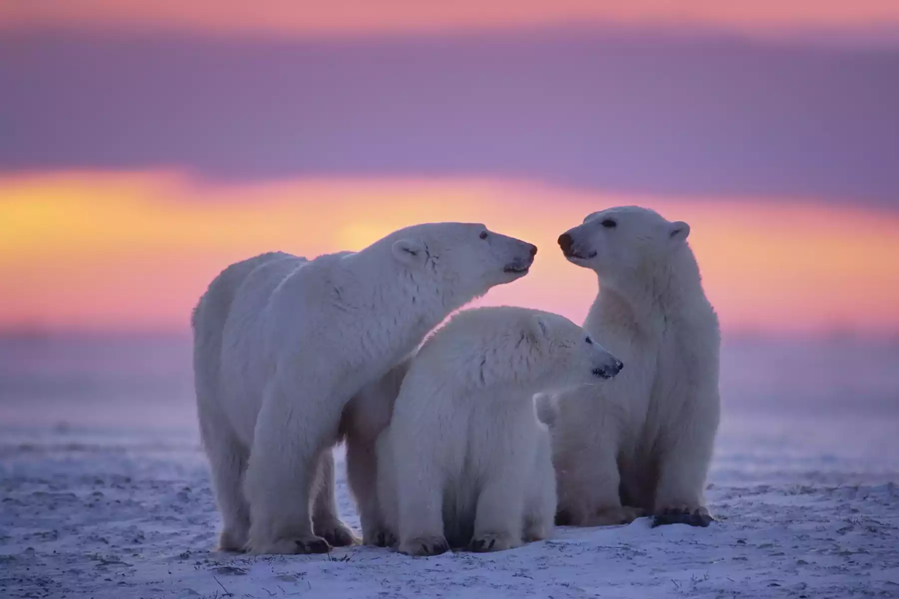 Arctic Polar Bears & Beluga Whales Tours