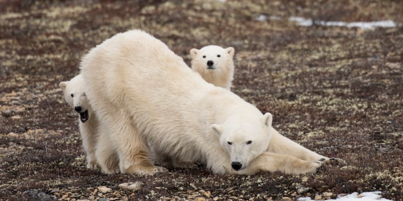 Churchill‘s Autumn Wildlife Spectacle: Polar Bears, Belugas, and Auroras