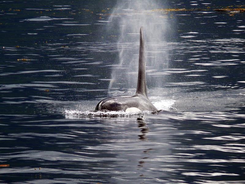 Clayoquot Wilderness Lodge Canada Luxury Lodges 6