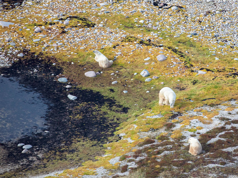 Colors Lights Arctic Polar Bear Adventure 1