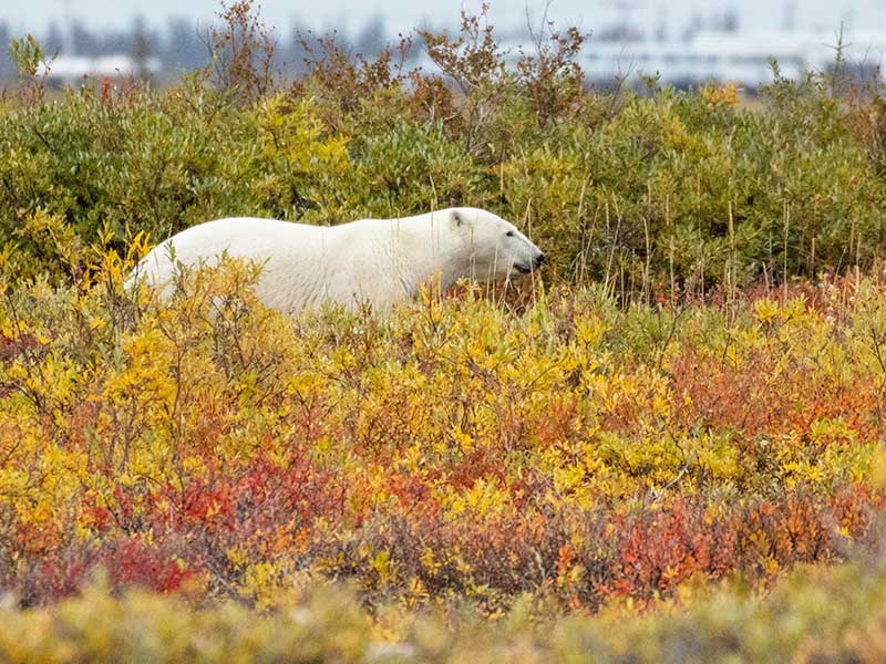 Colors Lights Arctic Polar Bear Adventure 3