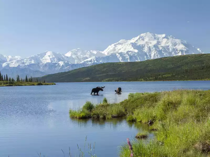 Denali---Moose,-Wonder-Lake---Shutterstock-523352212