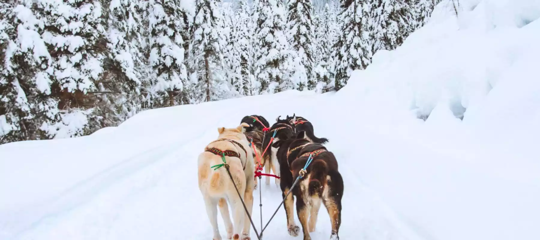 Top 27 Things to Do in Jasper in Winter Top 27 Things to Do in Jasper in Winter