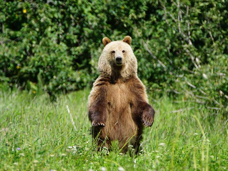 Farewell Harbour Lodge Whale Watching Grizzly Bear Viewing 1