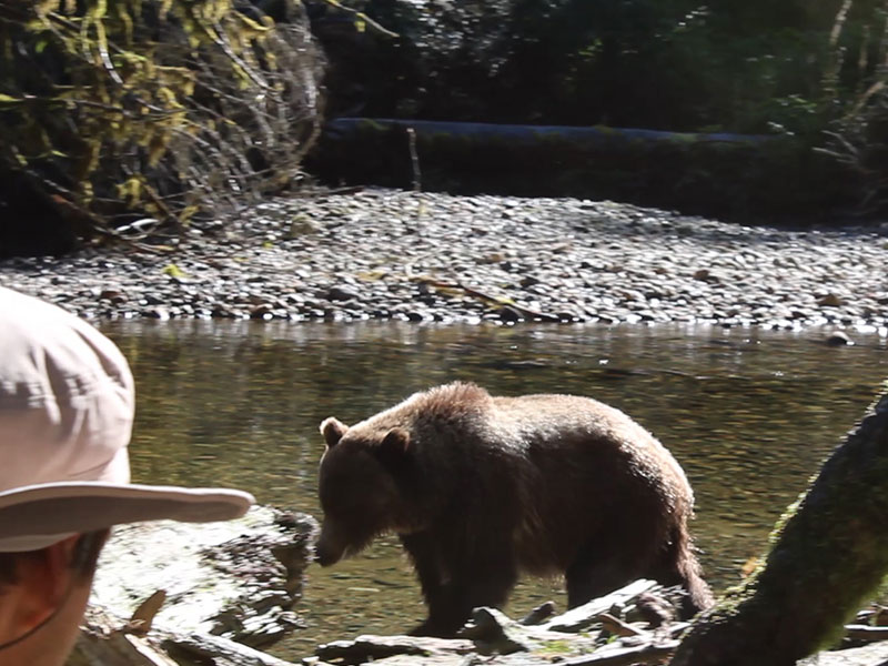 Farewell Harbour Lodge Whale Watching Grizzly Bear Viewing 4