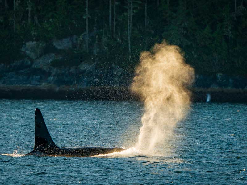 Farewell Harbour Lodge Whale Watching Grizzly Bear Viewing 5