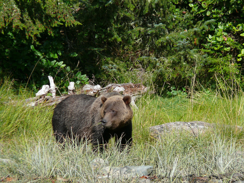 Farewell Harbour Lodge Whale Watching Grizzly Bear Viewing 6