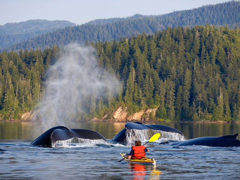 Tutka Bay Lodge | Alaska Luxury Wilderness Lodge