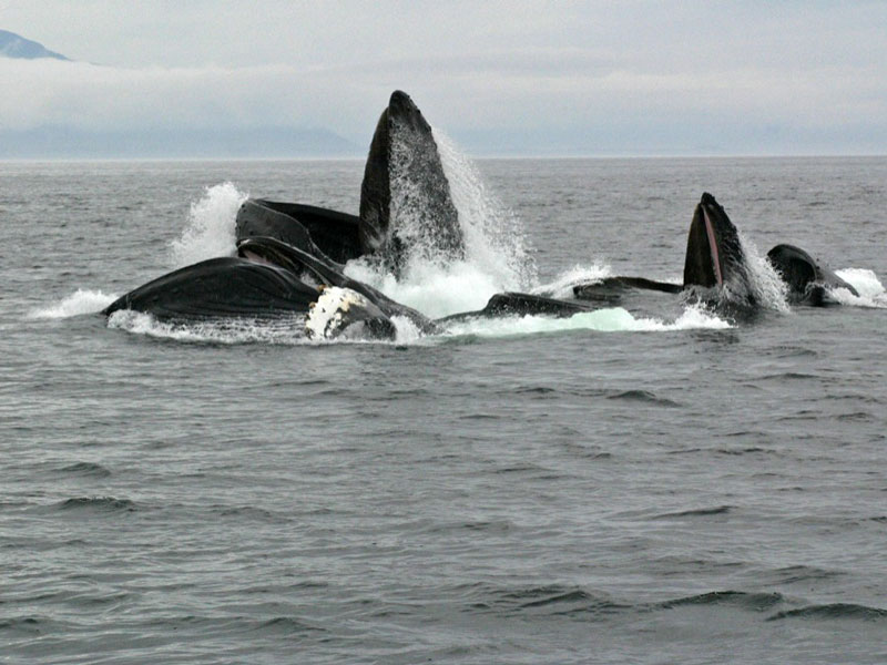 Glacier Bay Alaska 3 Day Package Bear Track Inn 2