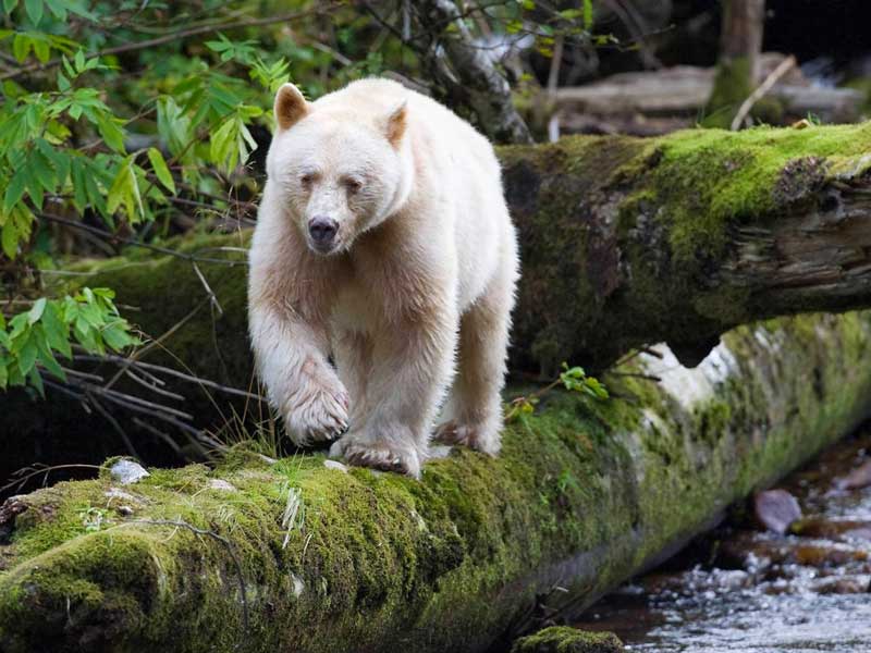 Great Bear Rainforest and the Elusive Spirit Bear 1