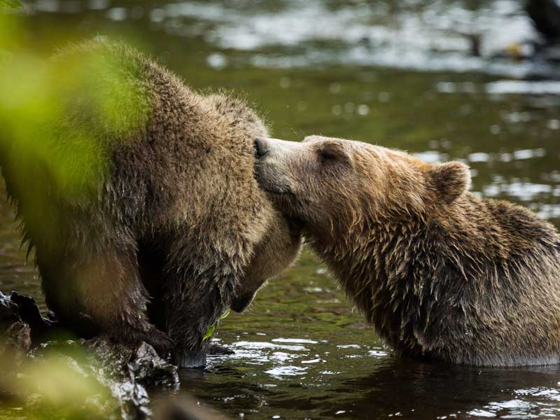 Grizzlies Orcas and Black Bears Vancouver Island Road Trip 1