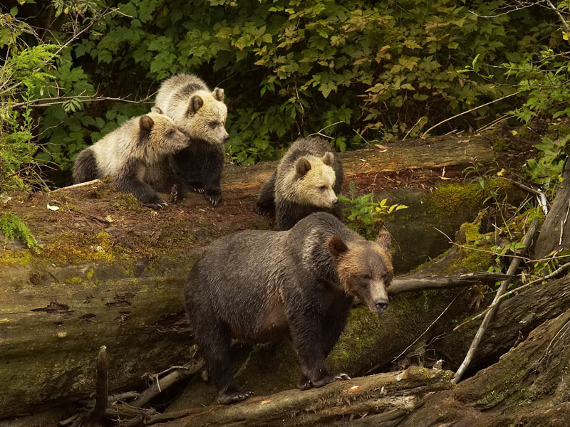 Grizzlies Orcas and Black Bears Vancouver Island Road Trip 3