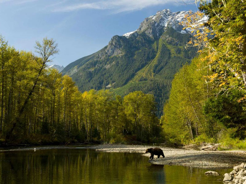 Grizzly Bears At Tweedsmuir Park Lodge 2