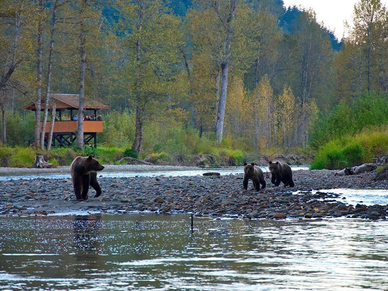 Grizzly Bears At Tweedsmuir Park Lodge 5