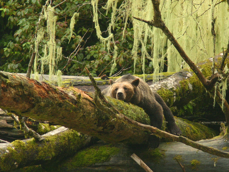 Grizzly Bears the Canadian Rockies Train Vacation 1