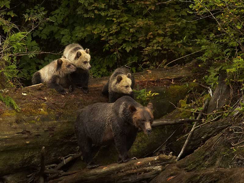 Grizzly Bears the Canadian Rockies Train Vacation 4