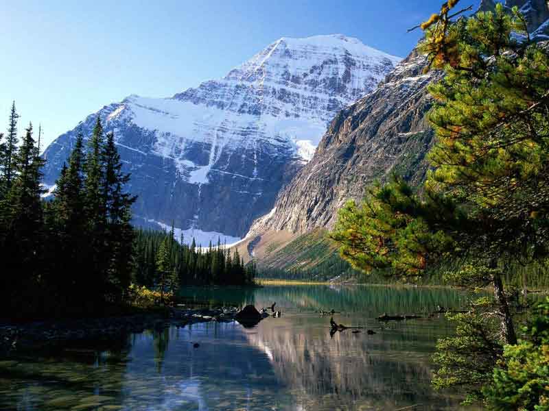 Grizzly Bears the Canadian Rockies Train Vacation 8