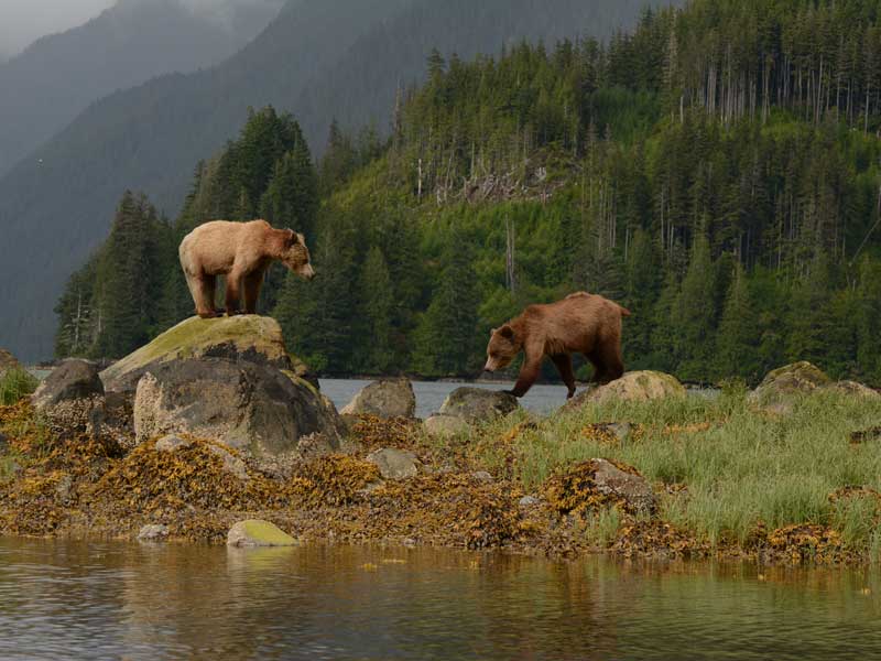 Grizzly Bears Tours of Knight Inlet Canada