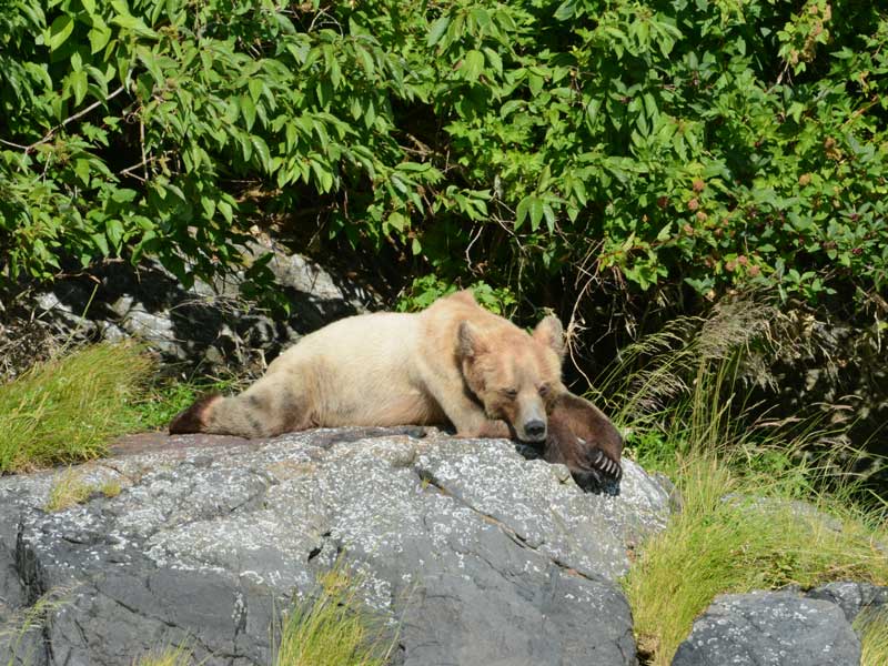 Grizzly Bears Tours of Knight Inlet Canada 3