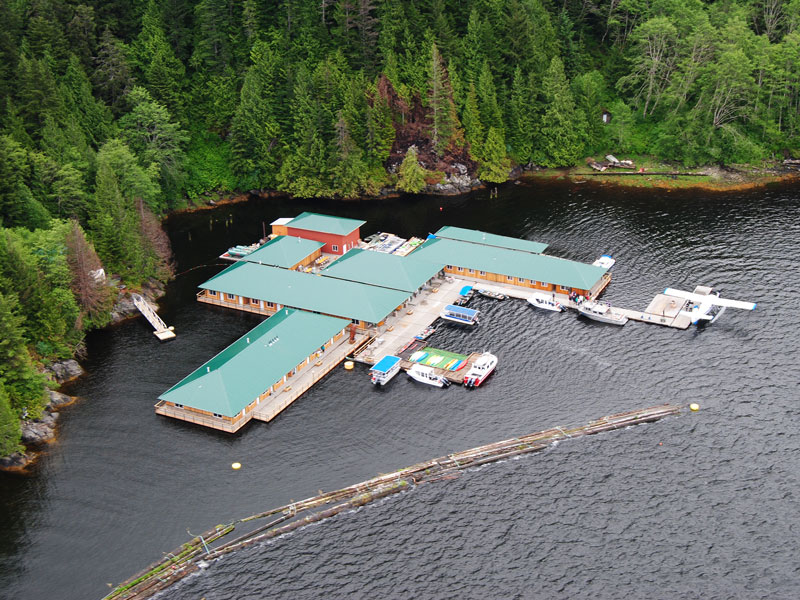 Grizzly Bears Tours of Knight Inlet Canada 6