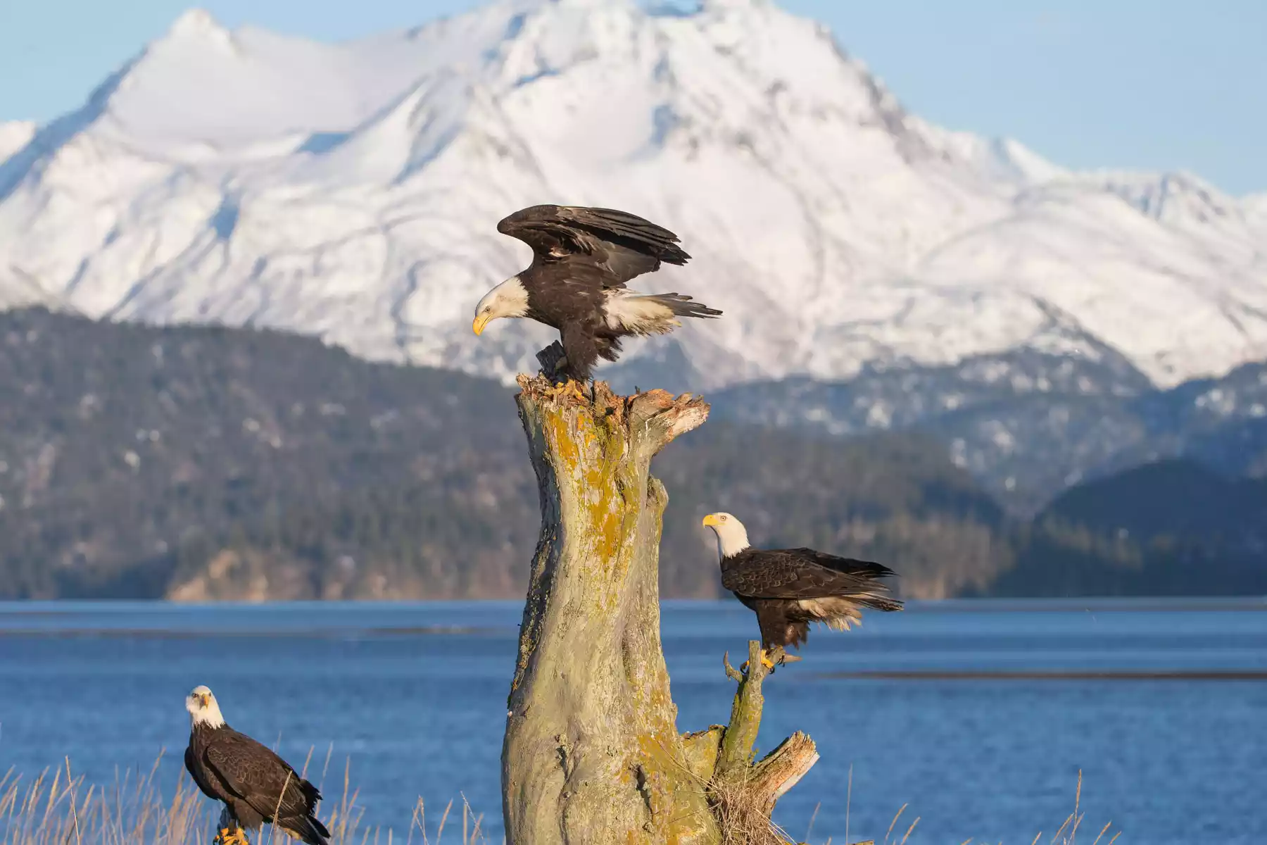Homer Alaska Tours Homer Alaska | Tours