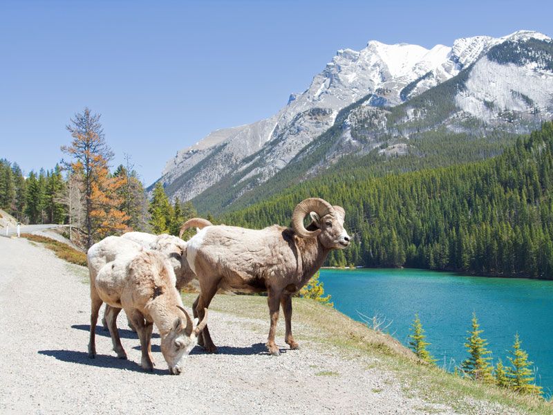 Jewels of the Canadian Rockies by Rail Rocky Mountaineer 5