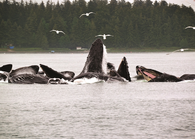 Juneau Shore Excursion Whale Watching Adventure 2