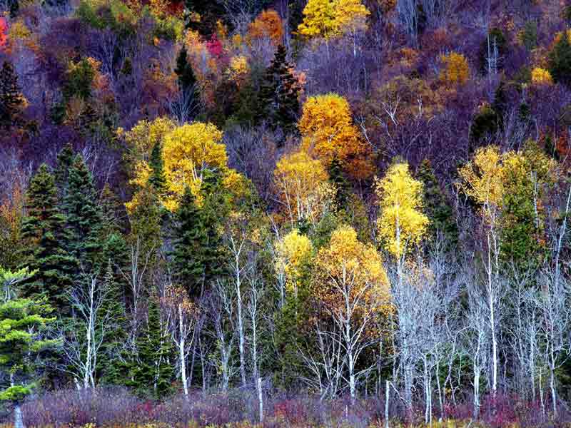 Montreal Day Excursion Mont Tremblant 1