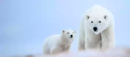 Polar Bears in Canada: The Ultimate Guide Polar Bears in Canada: The Ultimate Guide