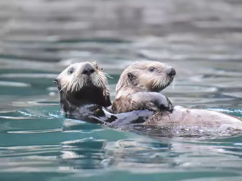 Sea-otters-up-close