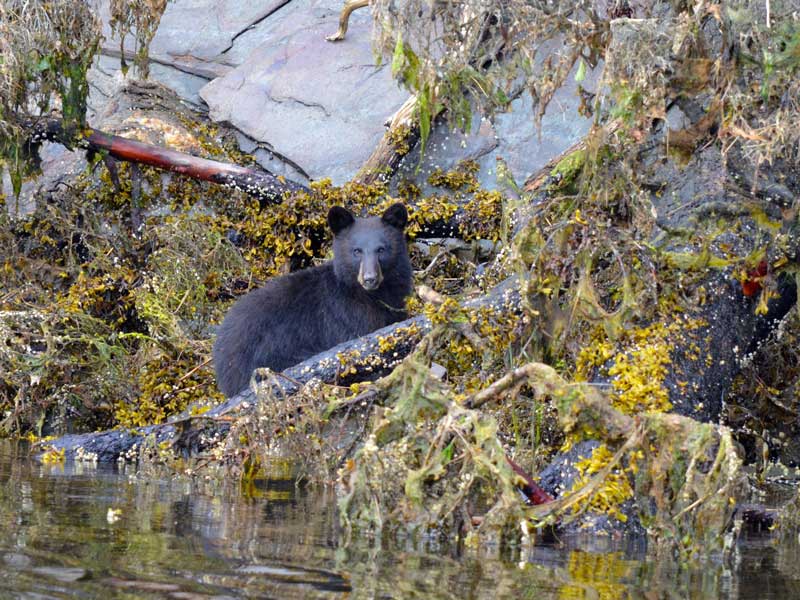 Small Ship Cruises Alaska Alaska Islands Whales Glaciers 5