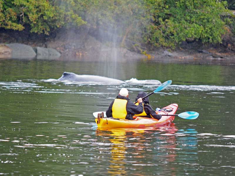 Small Ship Cruises Alaska Alaska Islands Whales Glaciers 7