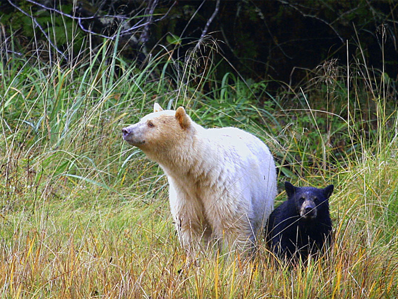 Spirit Bears of the Great Bear Rain Forest 2