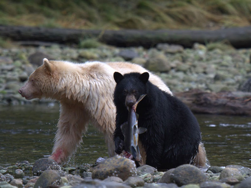 Spirit Bears of the Great Bear Rain Forest 3