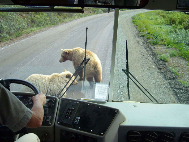 Talkeetna Denali Backcountry Cruise Connector with Alaska Rail 5