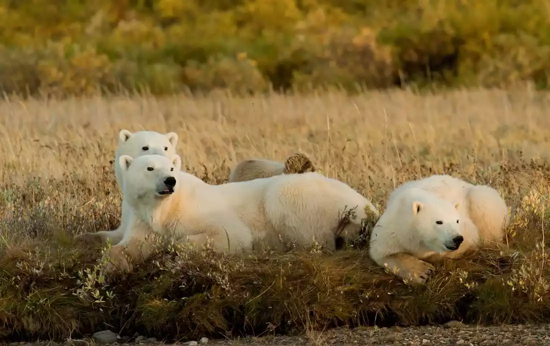 The Rise of Polar Bear Safaris; A Bucket-List Summer Adventure The Rise of Polar Bear Safaris; A Bucket-List Summer Adventure
