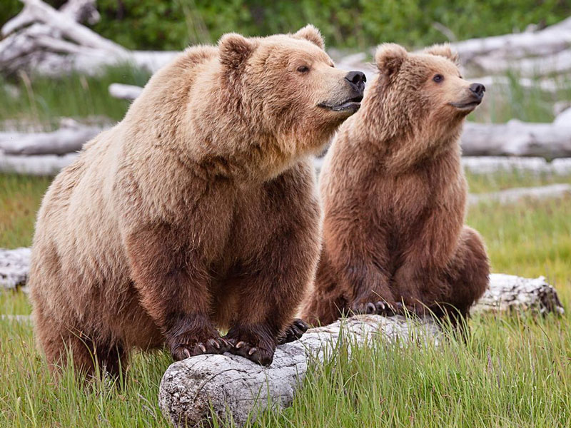 Tutka Bay Lodge Alaska Luxury Wilderness Lodge 6