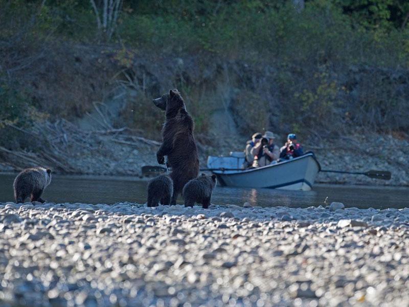 Tweedsmuir Park Lodge | Grizzly Bear Safari