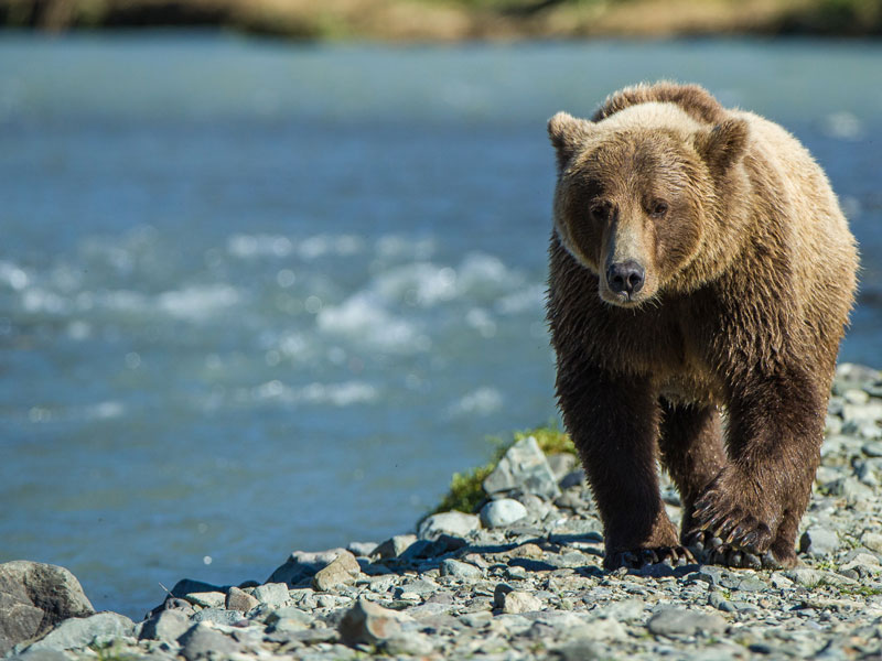 Ultima Thule Lodge Alaska Luxury Wilderness Lodge 10